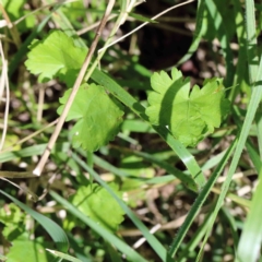 Modiola caroliniana at Yarralumla, ACT - 22 Jan 2022