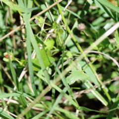 Modiola caroliniana at Yarralumla, ACT - 22 Jan 2022