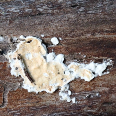 Unidentified Other fungi on wood at Lake Burley Griffin West - 22 Jan 2022 by ConBoekel