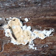 Unidentified Other fungi on wood (TBC) at Yarralumla, ACT - 22 Jan 2022 by ConBoekel
