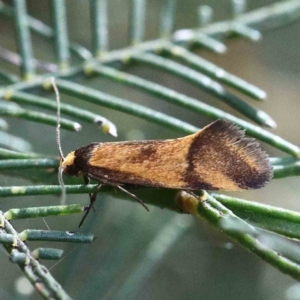 Isomoralla pyrrhoptera at Yarralumla, ACT - 22 Jan 2022