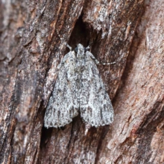 Spectrotrota fimbrialis (A Pyralid moth) at Attunga Point - 22 Jan 2022 by ConBoekel