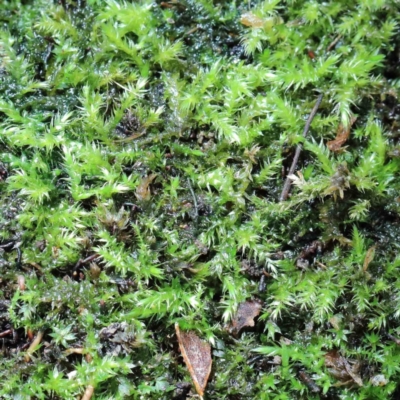 Unidentified Moss / Liverwort / Hornwort at Yarralumla, ACT - 22 Jan 2022 by ConBoekel