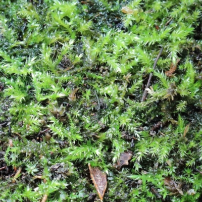 Unidentified Moss / Liverwort / Hornwort at Lake Burley Griffin West - 22 Jan 2022 by ConBoekel