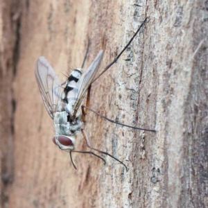 Senostoma sp. (genus) at Yarralumla, ACT - 22 Jan 2022 03:13 PM