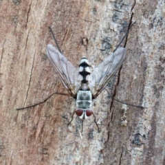 Senostoma sp. (genus) at Yarralumla, ACT - 22 Jan 2022