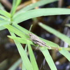 Paratettix australis (A pygmy grasshopper) at Lake Burley Griffin West - 22 Jan 2022 by ConBoekel