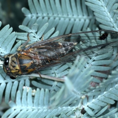 Galanga labeculata (Double-spotted cicada) at Denman Prospect 2 Estate Deferred Area (Block 12) - 2 Feb 2022 by jbromilow50