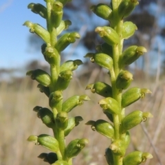 Microtis unifolia (Common Onion Orchid) at Tennent, ACT - 9 Nov 2021 by michaelb