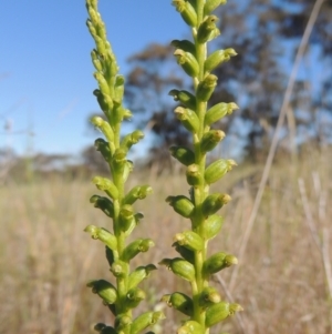 Microtis unifolia at Tennent, ACT - suppressed