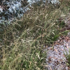 Sporobolus sp. (A Rat's Tail Grass) at Flea Bog Flat to Emu Creek Corridor - 6 Feb 2022 by JohnGiacon