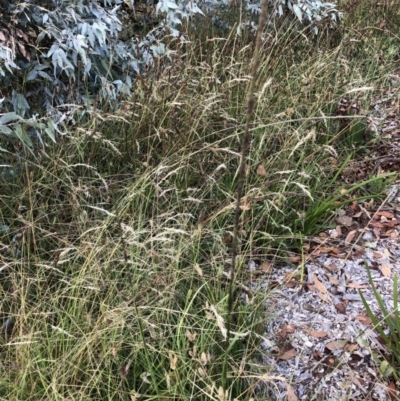 Sporobolus sp. (A Rat's Tail Grass) at Belconnen, ACT - 6 Feb 2022 by jgiacon