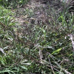 Digitaria sanguinalis (Summer Grass) at Belconnen, ACT - 6 Feb 2022 by jgiacon
