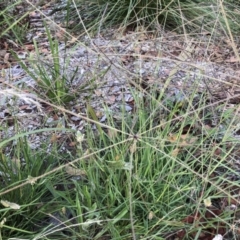 Chloris truncata (Windmill Grass) at Flea Bog Flat to Emu Creek Corridor - 6 Feb 2022 by JohnGiacon