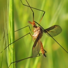 Leptotarsus (Macromastix) costalis (Common Brown Crane Fly) at Namadgi National Park - 9 Nov 2021 by michaelb