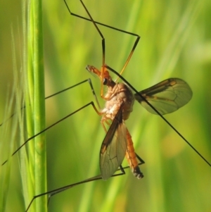 Leptotarsus (Macromastix) costalis at Tennent, ACT - 9 Nov 2021