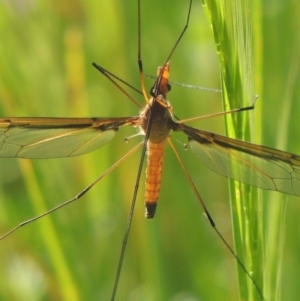 Leptotarsus (Macromastix) costalis at Tennent, ACT - 9 Nov 2021