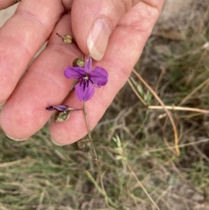 Arthropodium fimbriatum at Throsby, ACT - 7 Feb 2022