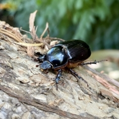 Dasygnathus trituberculatus (Rhinoceros beetle) at O'Connor, ACT - 6 Feb 2022 by AndrewCB