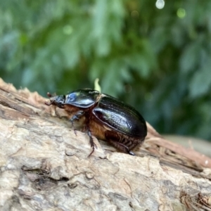 Dasygnathus sp. (genus) at O'Connor, ACT - 7 Feb 2022