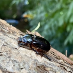 Dasygnathus sp. (genus) at O'Connor, ACT - 7 Feb 2022 09:24 AM