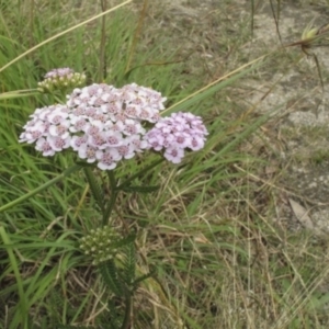 Achillea millefolium at Bimberi, NSW - 5 Feb 2022 09:50 AM