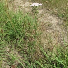 Achillea millefolium at Bimberi, NSW - 5 Feb 2022