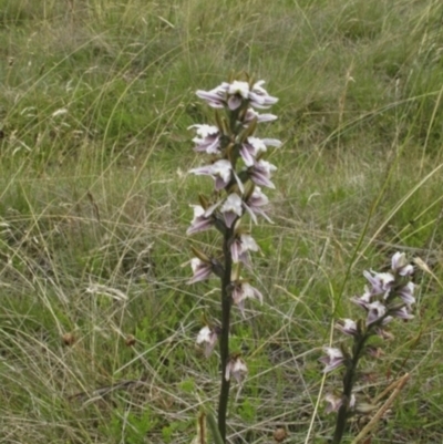 Prasophyllum sp. (A Leek Orchid) at Kosciuszko National Park - 3 Feb 2022 by BarrieR