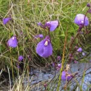 Utricularia dichotoma at Bimberi, NSW - 4 Feb 2022 08:38 AM