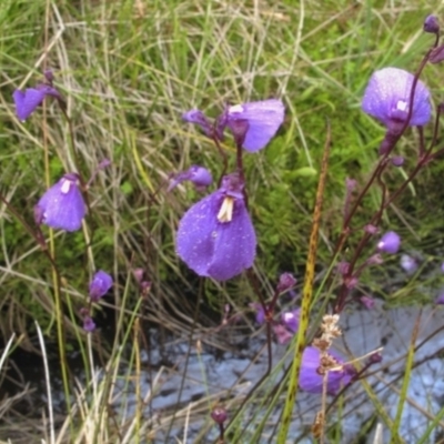 Utricularia dichotoma (Fairy Aprons, Purple Bladderwort) at Bimberi, NSW - 3 Feb 2022 by BarrieR