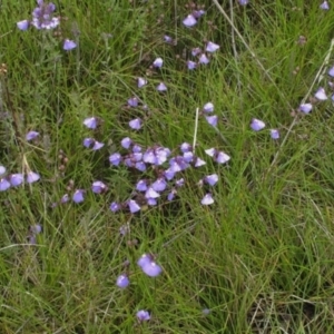 Utricularia dichotoma at Bimberi, NSW - 4 Feb 2022 08:38 AM