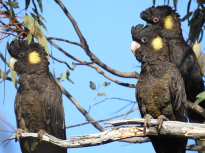 Zanda funerea (Yellow-tailed Black-Cockatoo) at Molonglo Valley, ACT - 21 Sep 2019 by HelenCross