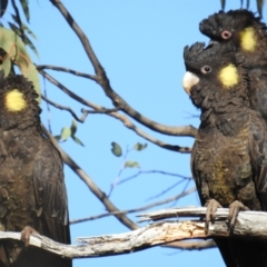Zanda funerea (Yellow-tailed Black-Cockatoo) at Block 402 - 21 Sep 2019 by HelenCross