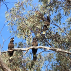 Zanda funerea at Molonglo Valley, ACT - 22 Sep 2019 08:47 AM