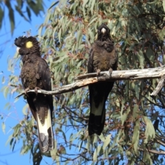 Zanda funerea at Molonglo Valley, ACT - 22 Sep 2019 08:47 AM