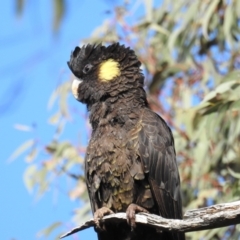 Zanda funerea at Molonglo Valley, ACT - 22 Sep 2019 08:47 AM