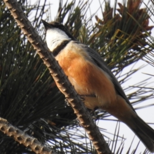 Pachycephala rufiventris at Molonglo Valley, ACT - 21 Sep 2019