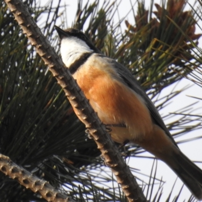 Pachycephala rufiventris (Rufous Whistler) at Molonglo Valley, ACT - 21 Sep 2019 by HelenCross