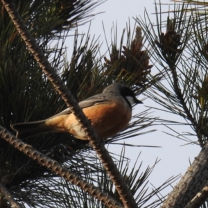 Pachycephala rufiventris at Molonglo Valley, ACT - 21 Sep 2019