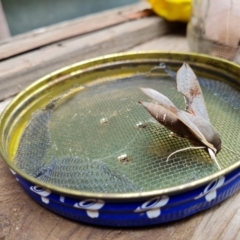 Hippotion scrofa (Coprosma Hawk Moth) at Aranda, ACT - 7 Feb 2022 by Ormaylo