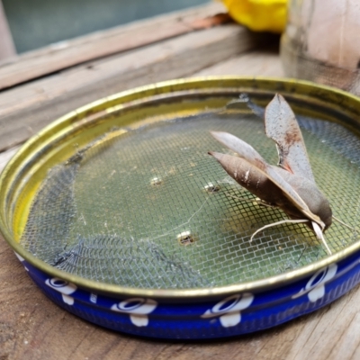 Hippotion scrofa (Coprosma Hawk Moth) at Aranda, ACT - 7 Feb 2022 by Ormaylo