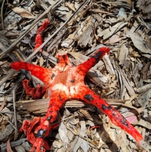 Clathrus archeri at Belconnen, ACT - 9 Dec 2021