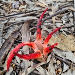 Clathrus archeri at Belconnen, ACT - 9 Dec 2021