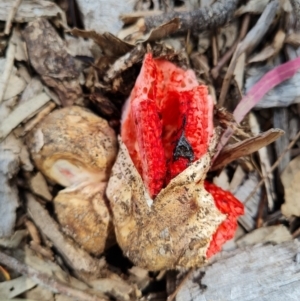 Clathrus archeri at Belconnen, ACT - 9 Dec 2021