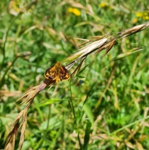 Ocybadistes walkeri at Wanniassa, ACT - 29 Nov 2021