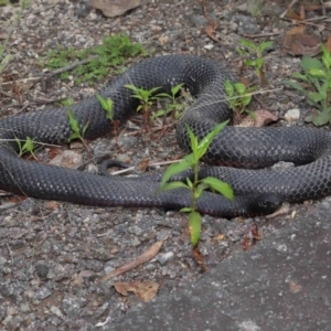 Pseudechis porphyriacus at Paddys River, ACT - 1 Feb 2022