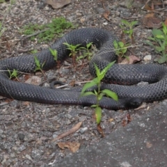 Pseudechis porphyriacus (Red-bellied Black Snake) at Paddys River, ACT - 1 Feb 2022 by TimL