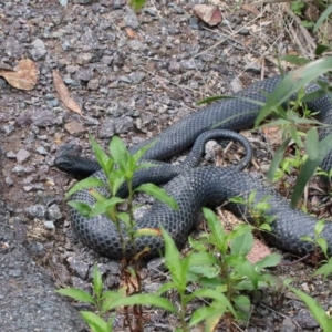 Pseudechis porphyriacus at Paddys River, ACT - 1 Feb 2022