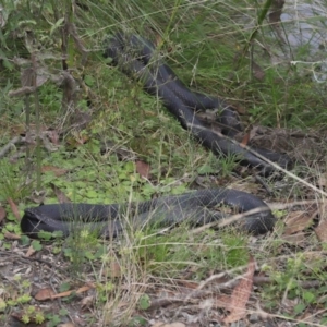 Pseudechis porphyriacus at Paddys River, ACT - 1 Feb 2022