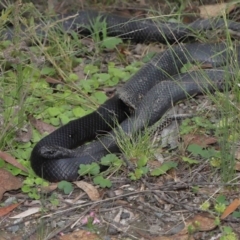 Pseudechis porphyriacus at Paddys River, ACT - 1 Feb 2022